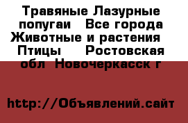 Травяные Лазурные попугаи - Все города Животные и растения » Птицы   . Ростовская обл.,Новочеркасск г.